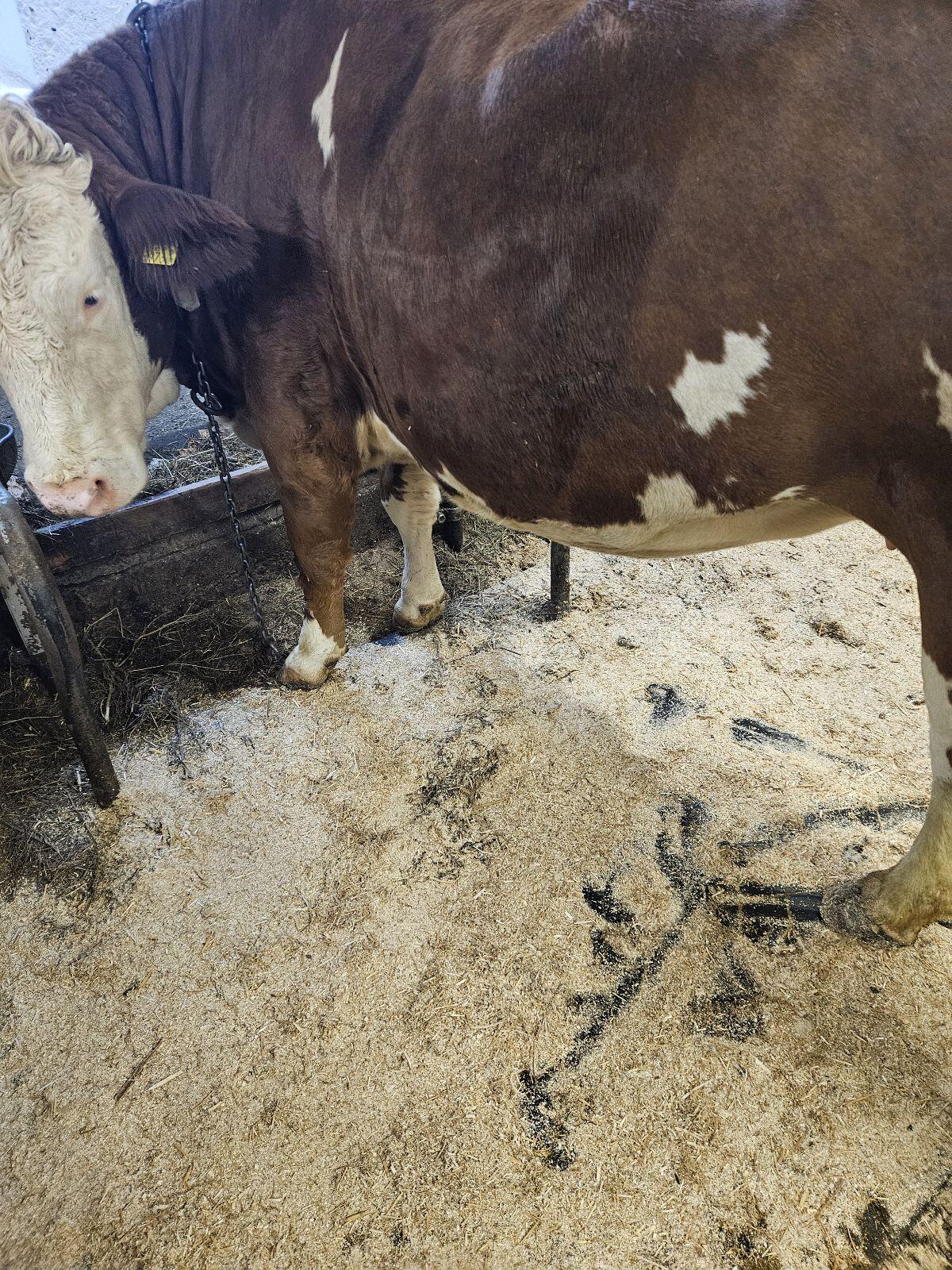 Trächtige Fleckvieh Zuchtkalbin 2