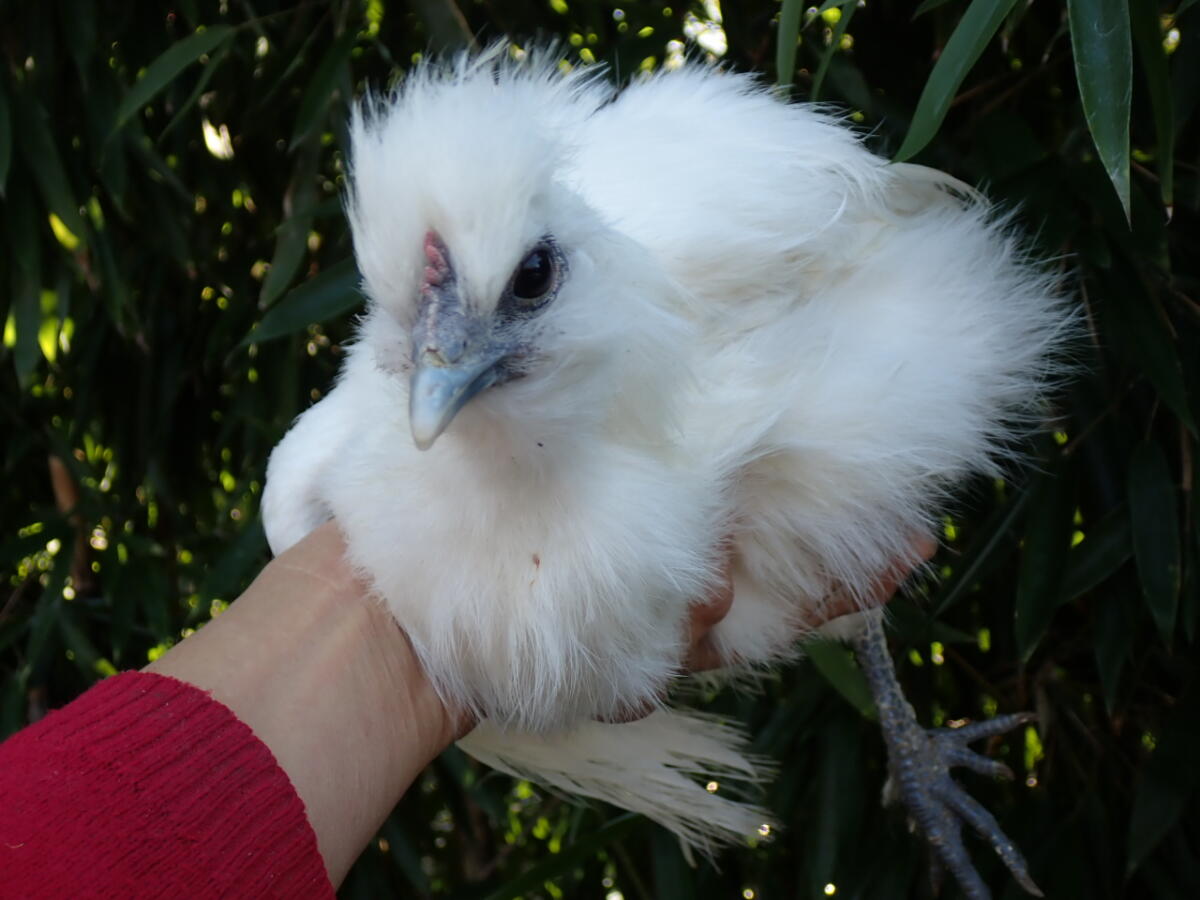 Weißer Zwergseidenhahn 1