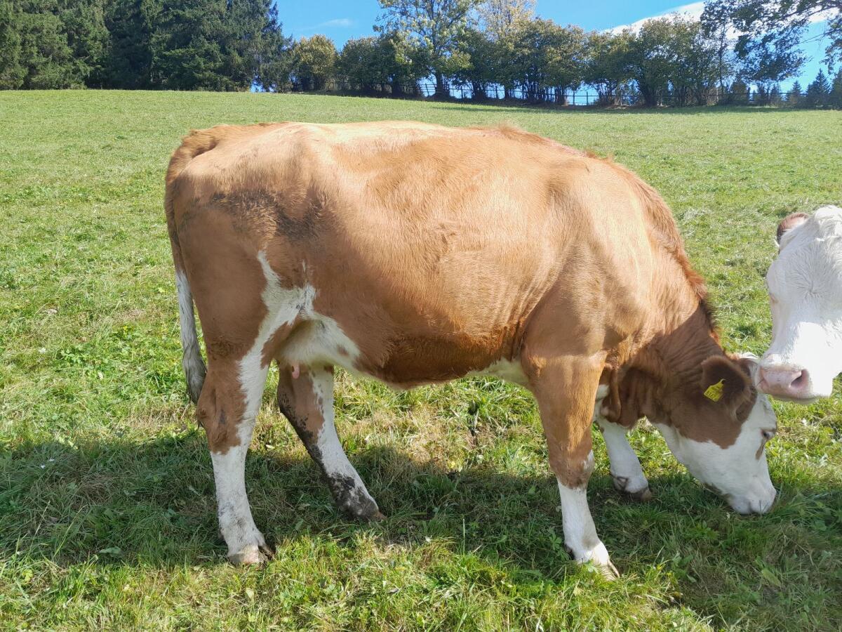 Verkaufe Bio-Kuh trächtig 2