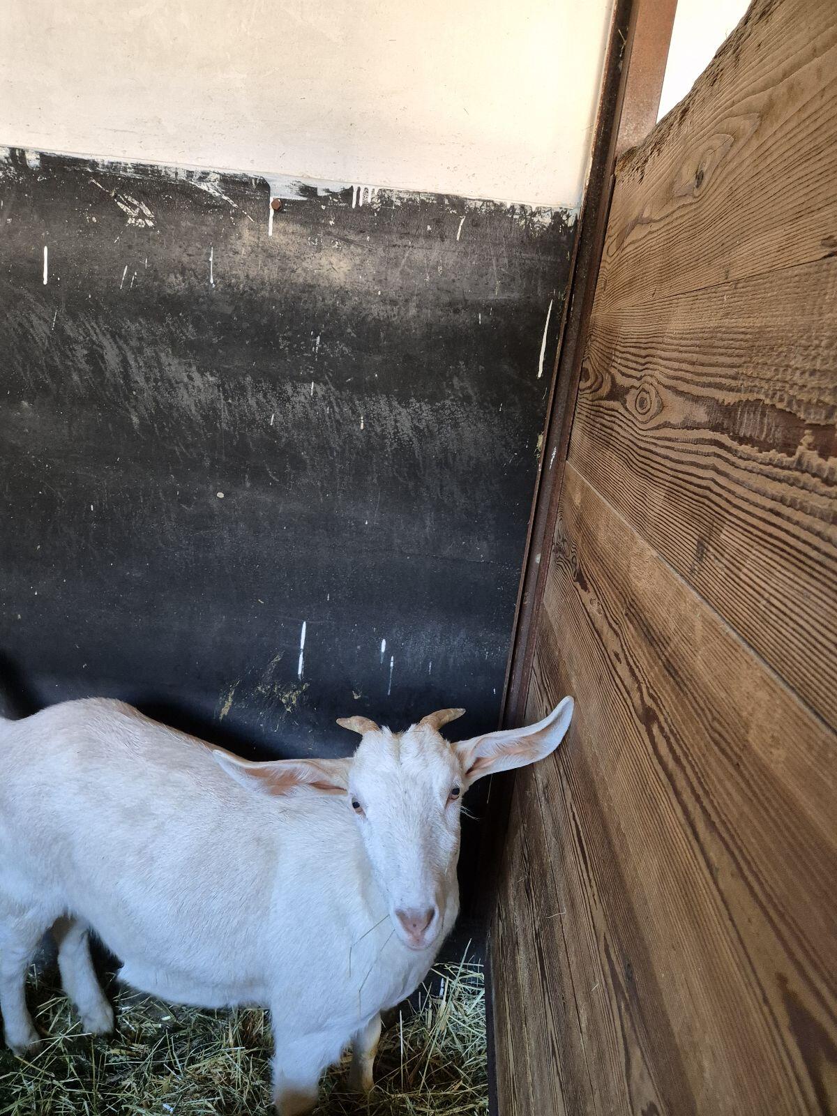 Ziegenkitz von 2025 Anglo Nubier Mix 2