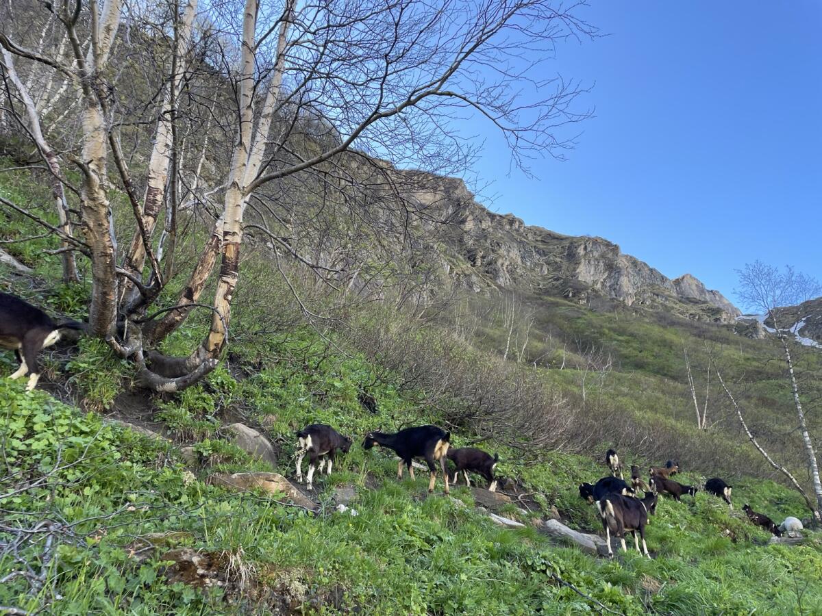Pinzgauer Strahlenziegen zu verkaufen 3