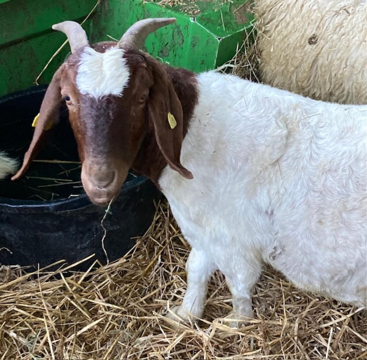 Burenziegen, Saanenziege 1