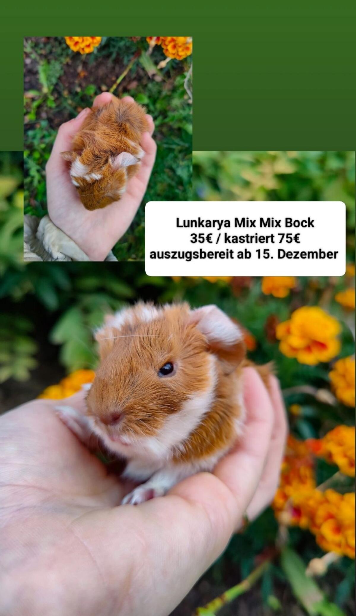 Meerschweinchen und Erzieher 2