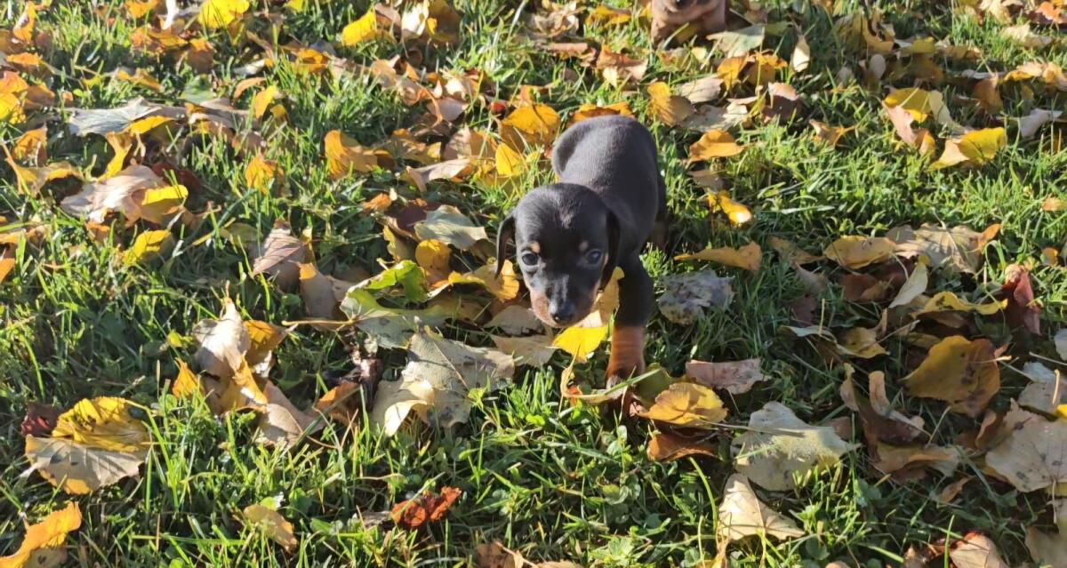 Zwergdackel Welpen 1