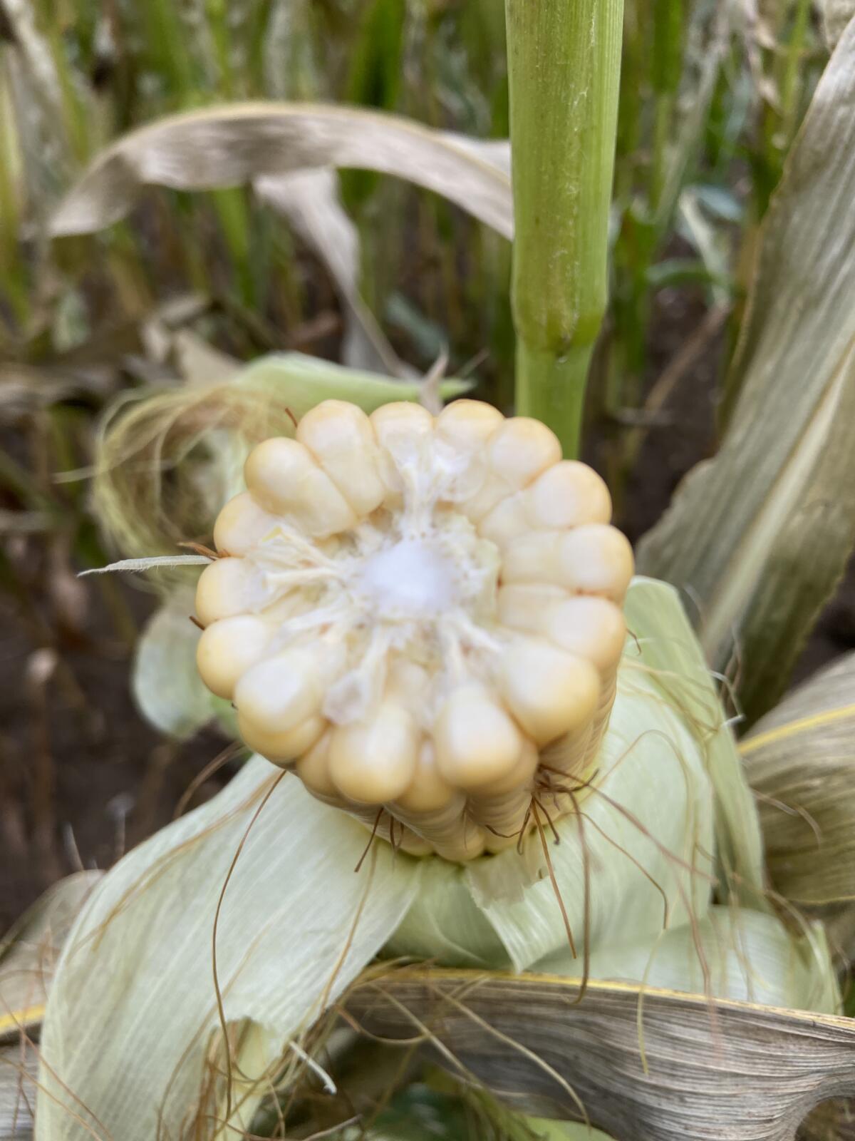 Silomais zu verkaufen 2