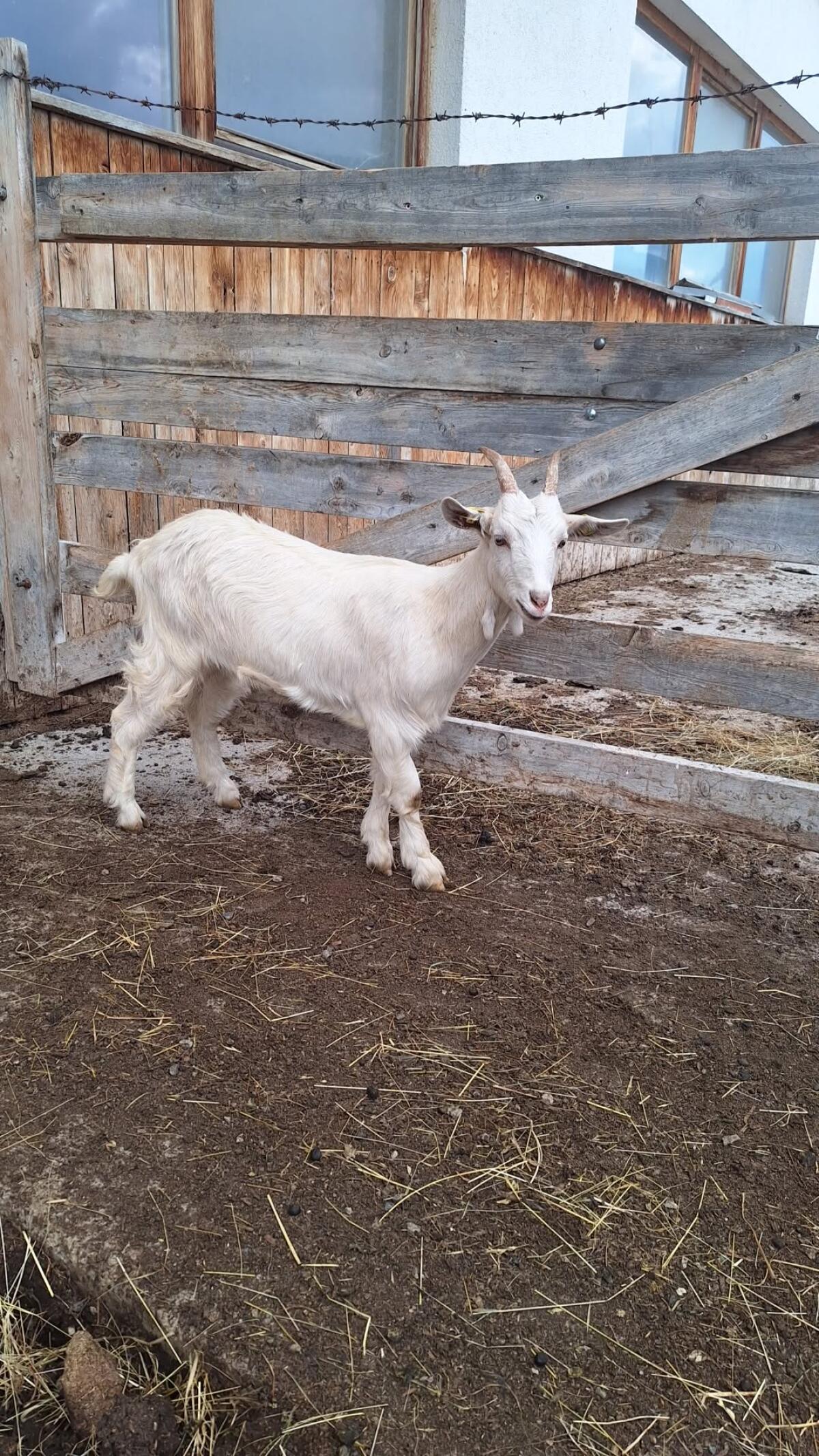 Saanekitz zu verkaufen 2