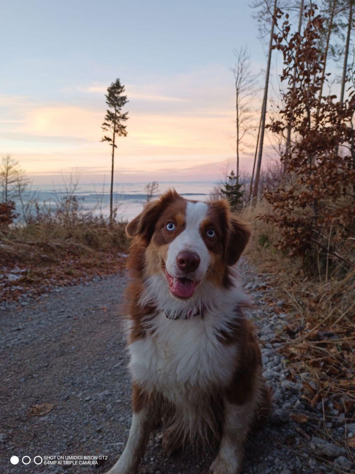 Australian Shepherd 2