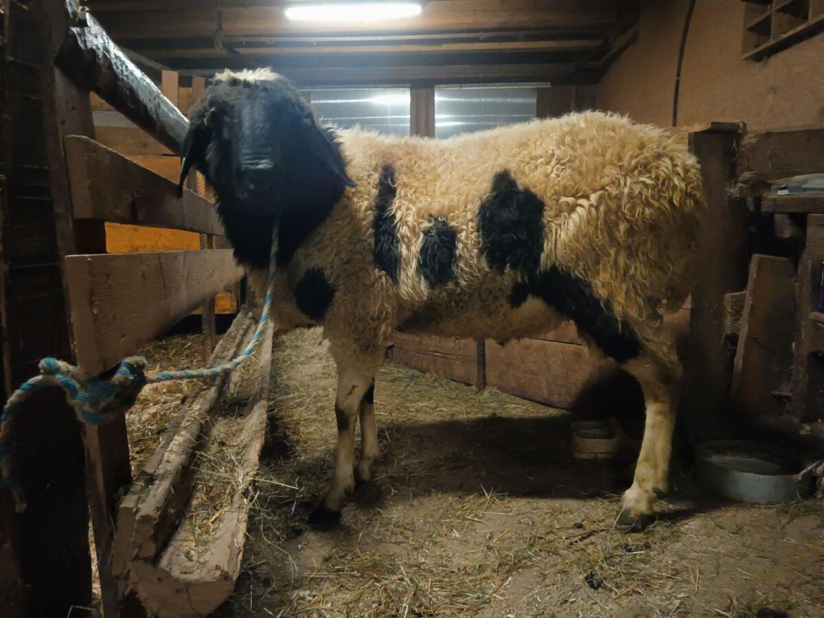 Kugelschecken Widder 1