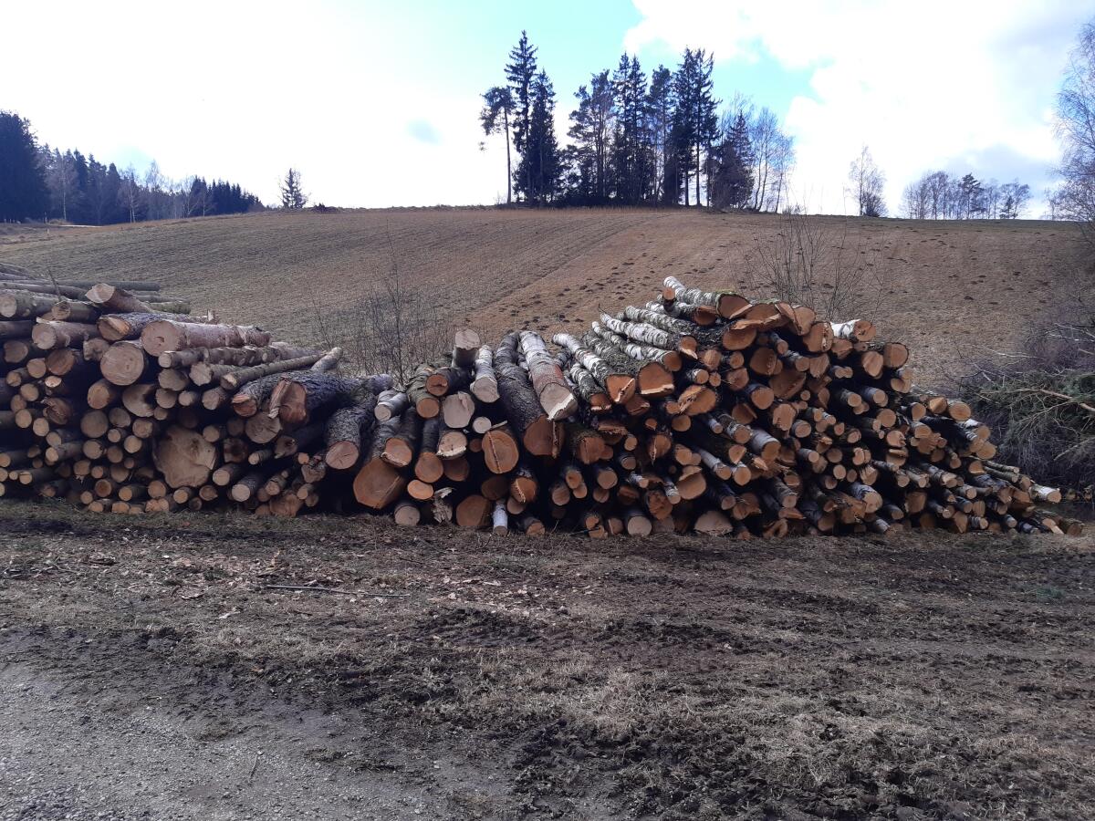 Brennholz Rundholz 2