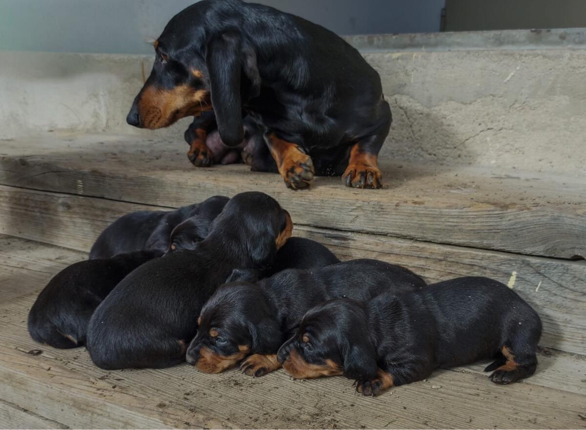 Dackelwelpen 3