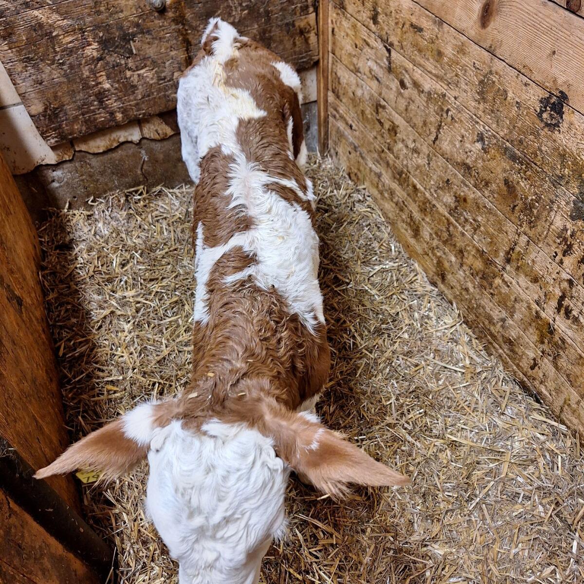 Fleckvieh Stierkalb 2