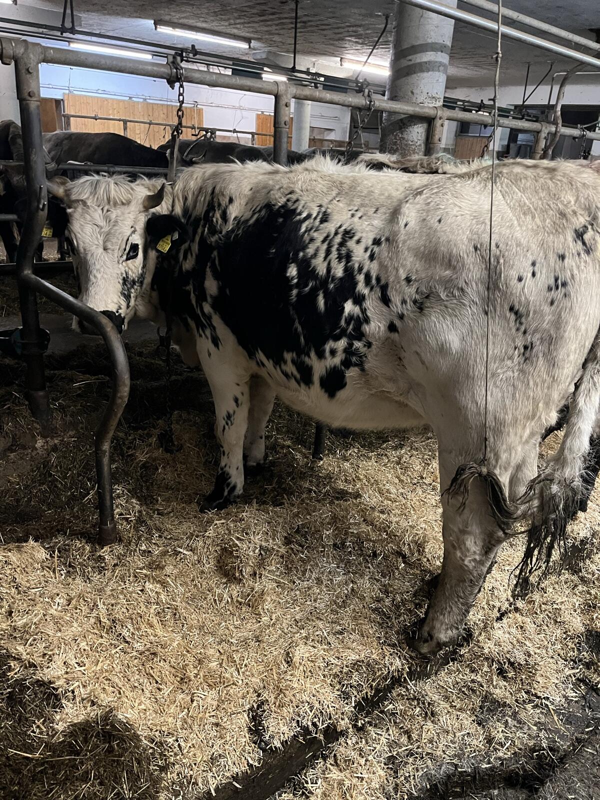 Pustertaler Sprinzen Kalbin 1