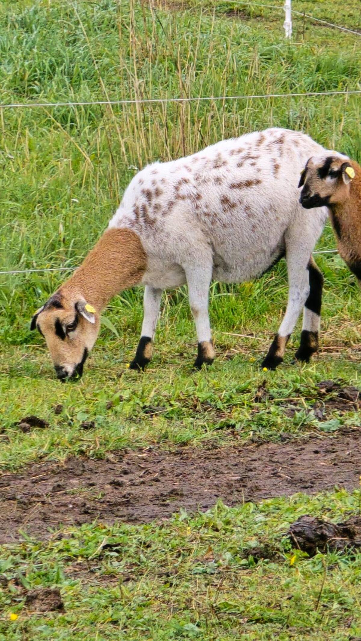 Bunte Herde Kamerunschafe günstig abzugeben 1