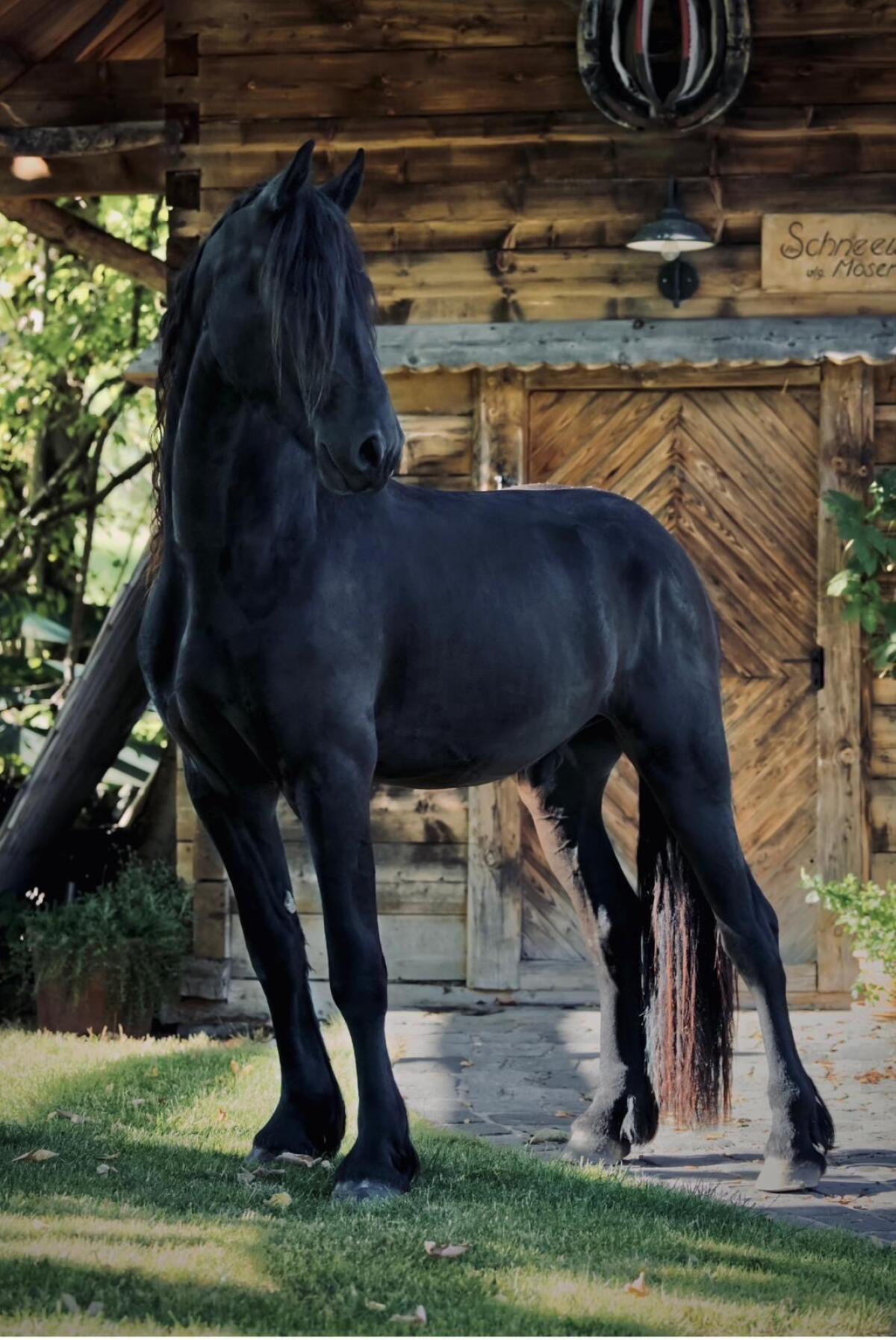 Friesenwallach zu verkaufen 1