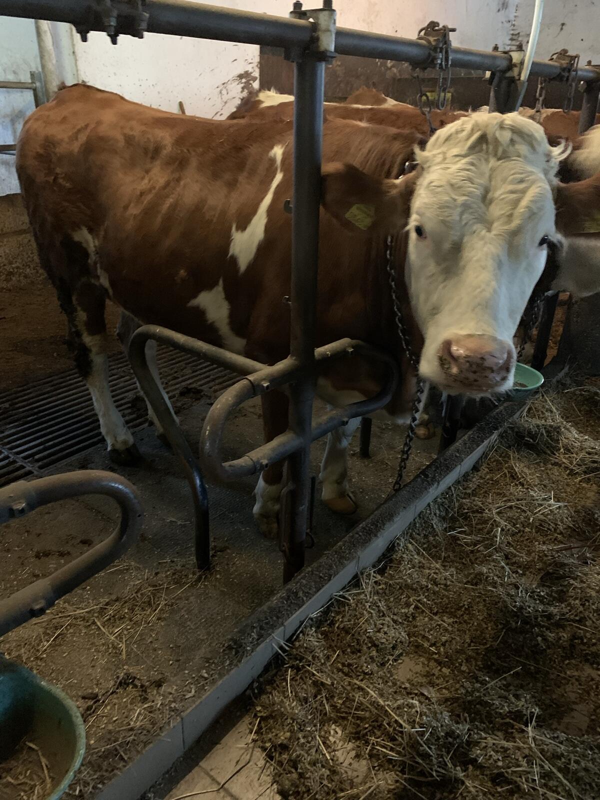 Fleckvieh Kalbinnen 1