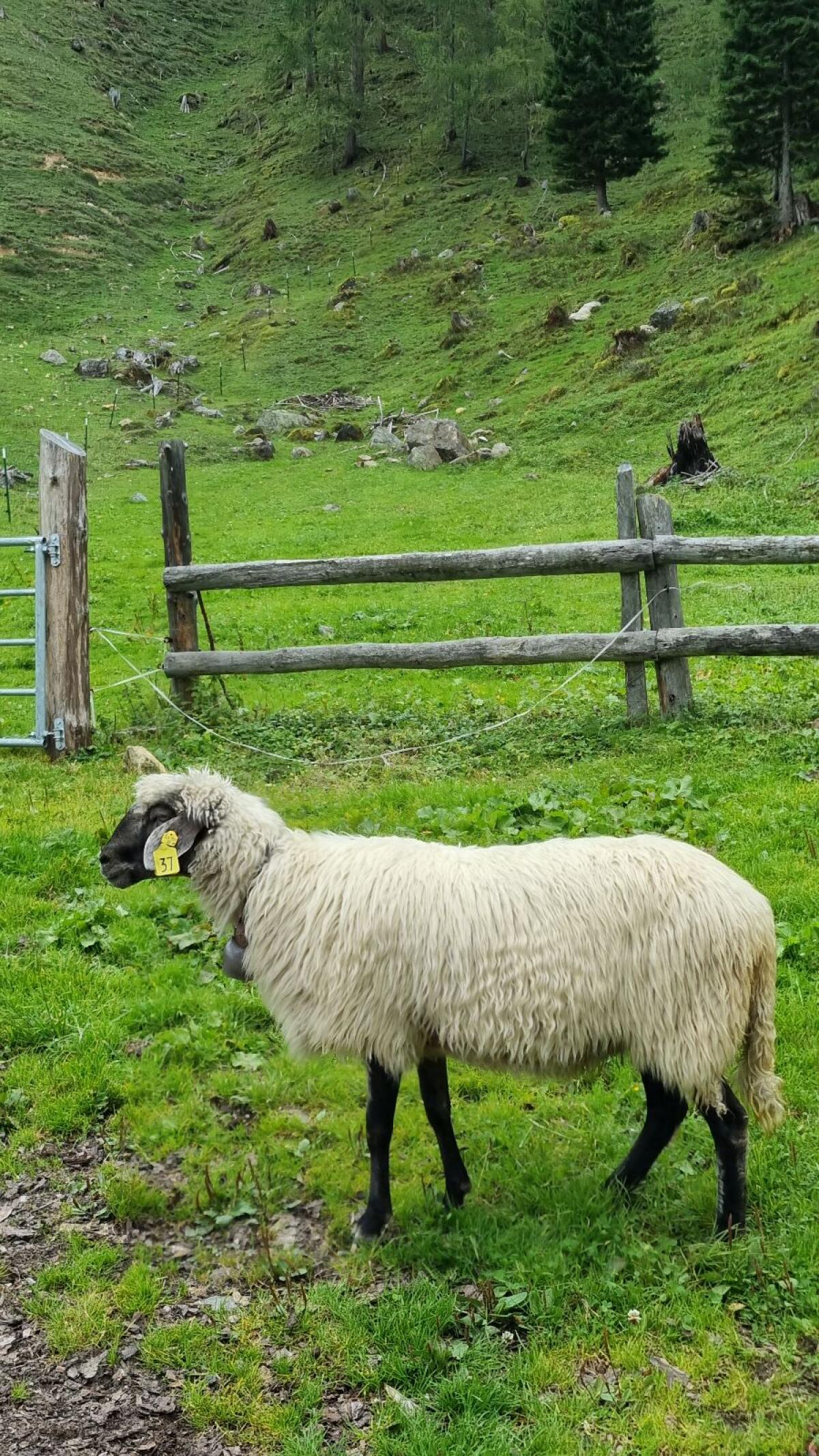 Alpine Steinschafe ohne HB 2