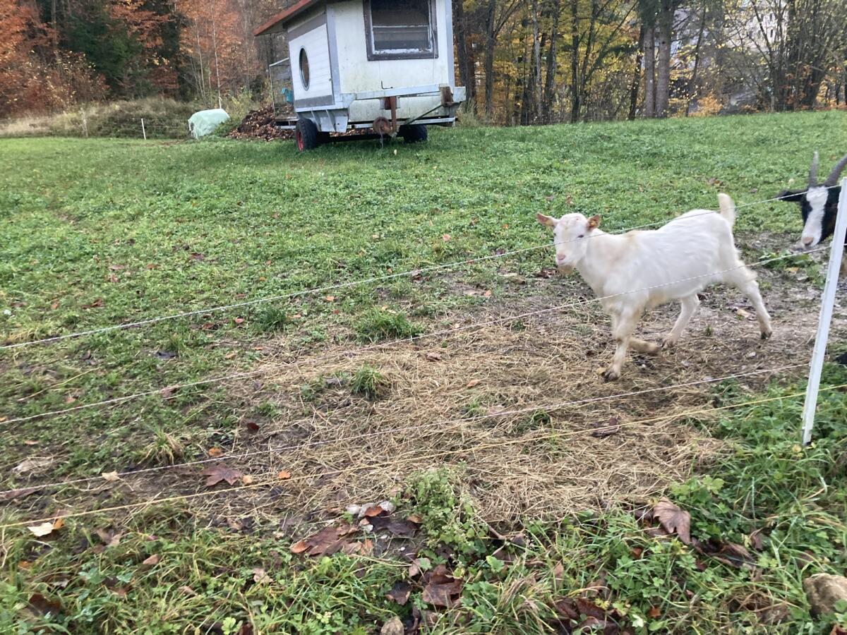 Ziegenbock zu verschenken 1