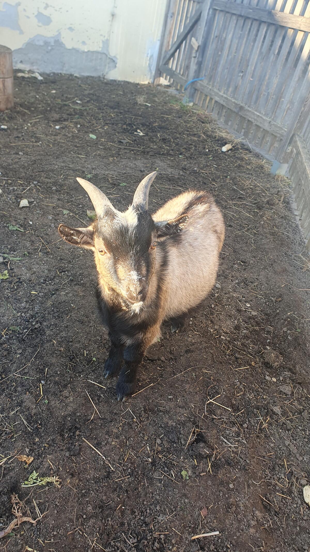 Zwergziegenkitz abzugeben 1