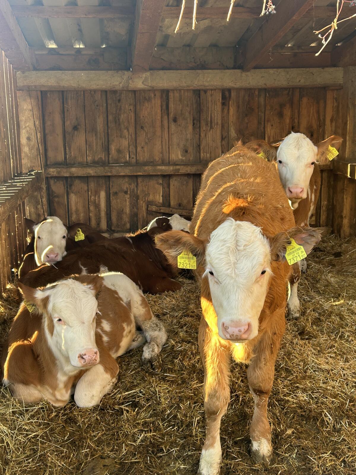 Zuchtkälber zu verkaufen 1