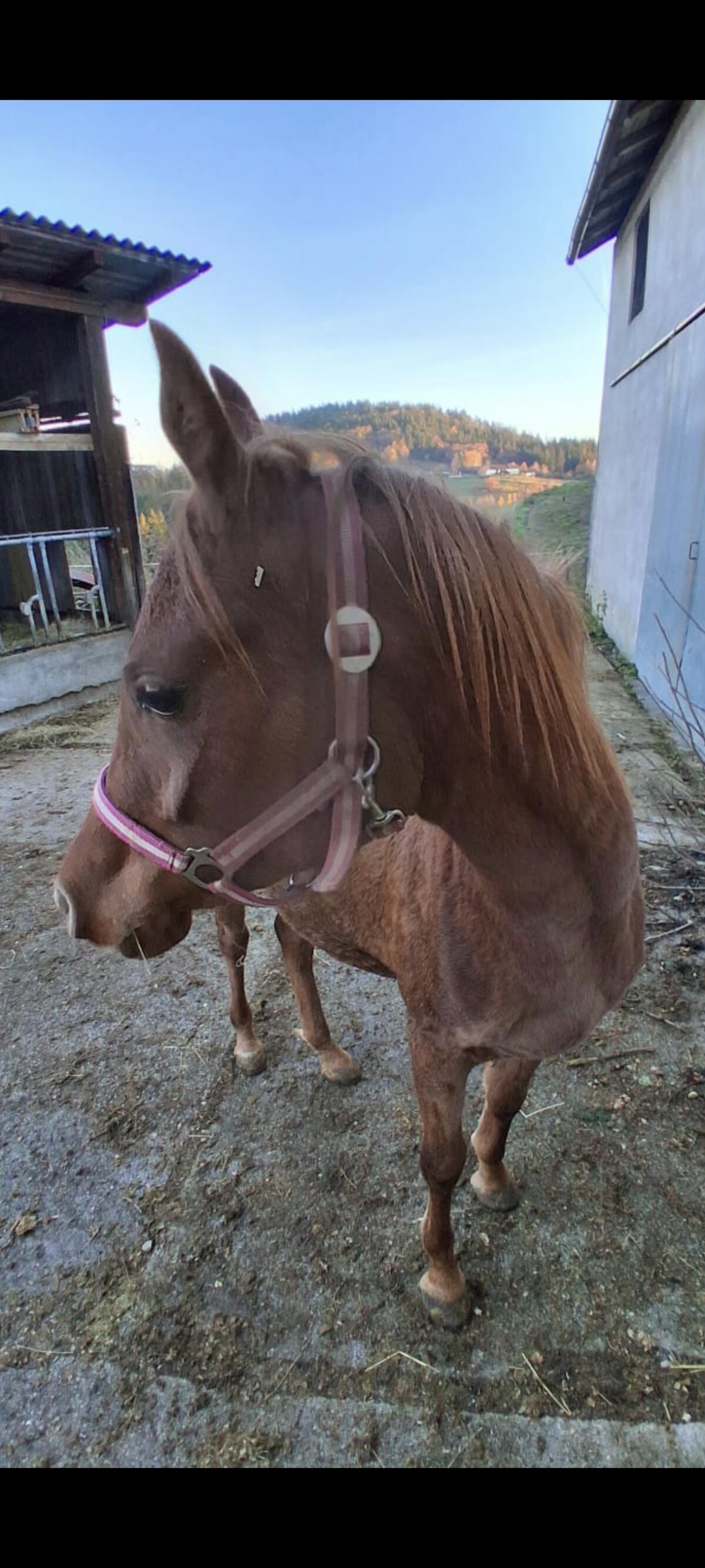 Ägyptische Araber Stute 3