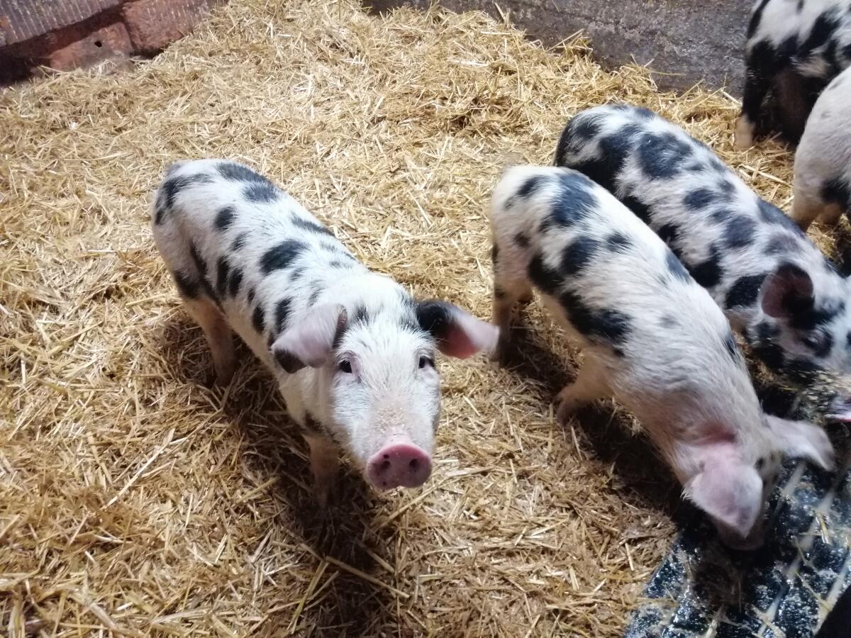 Bio Ferkel, Reinrassige Turopolje Ferkel zu verkaufen 1