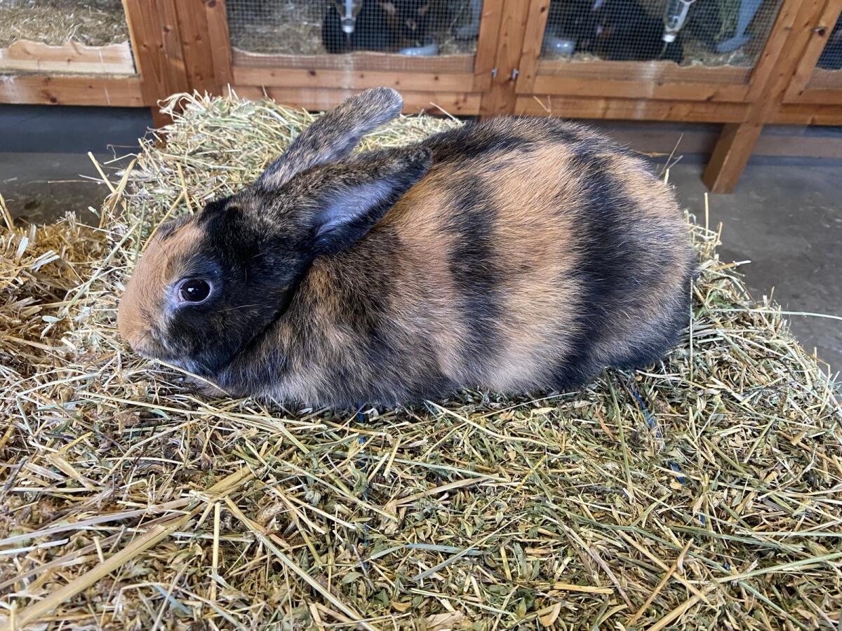 Japaner Rammler zu verkaufen 2