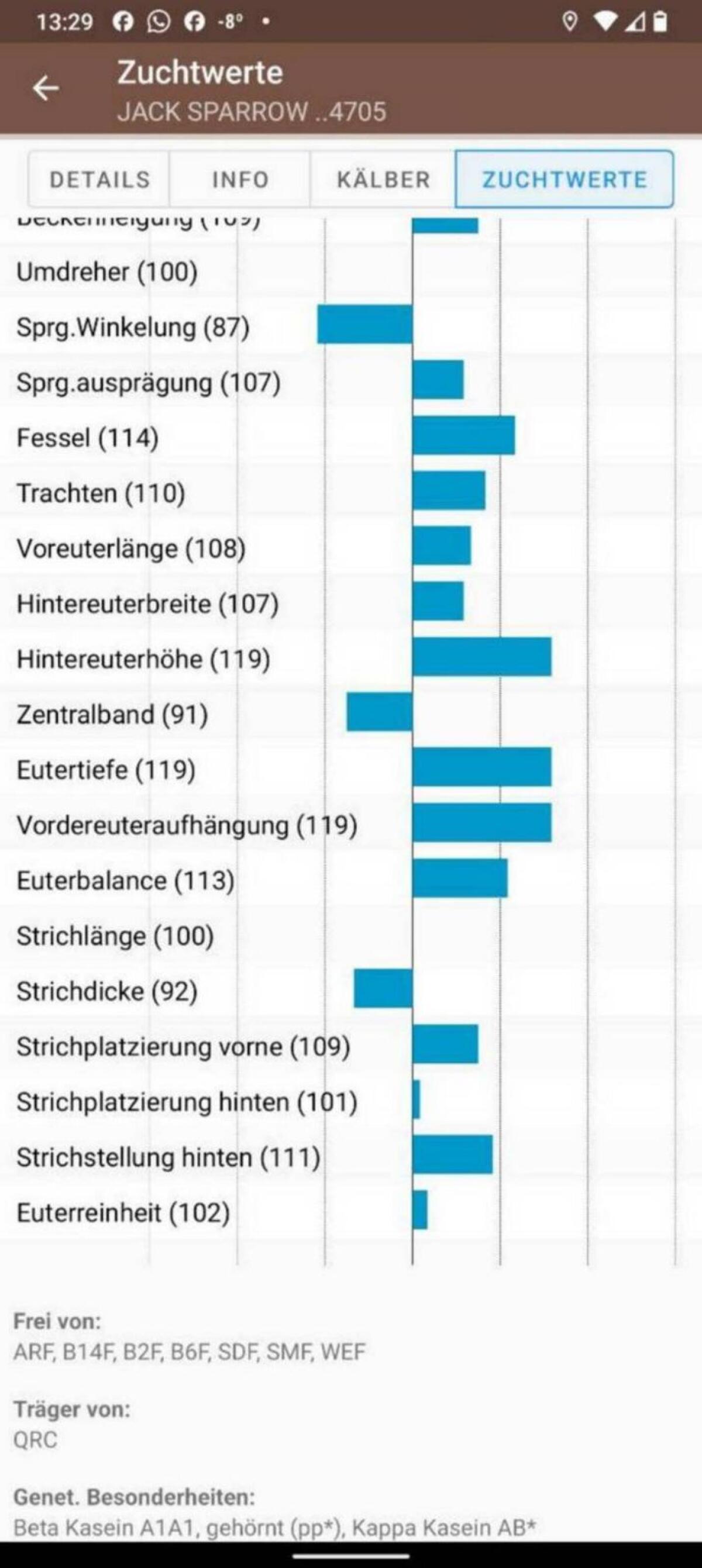 Brown Swiss Sprungstier 2