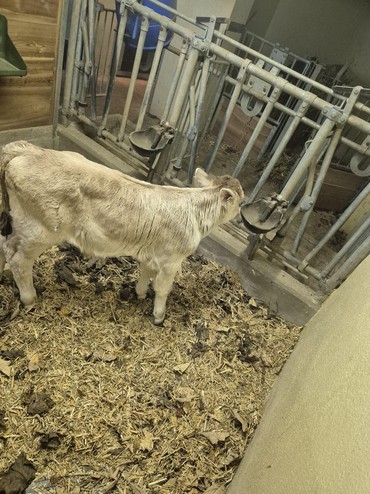 Tiroler Grauvieh Stierkalb Bio 2