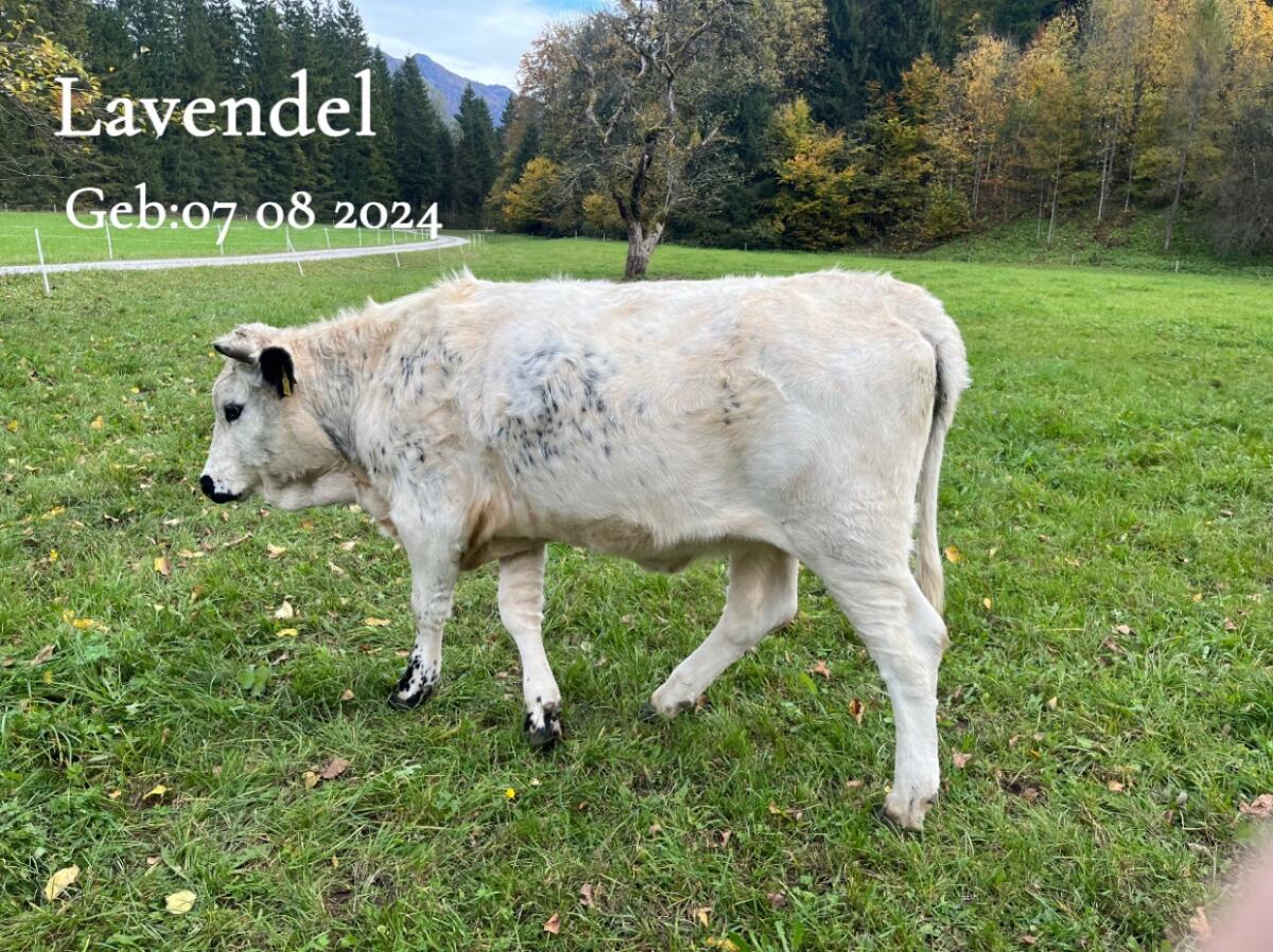 Pustertaler Kalbin 1