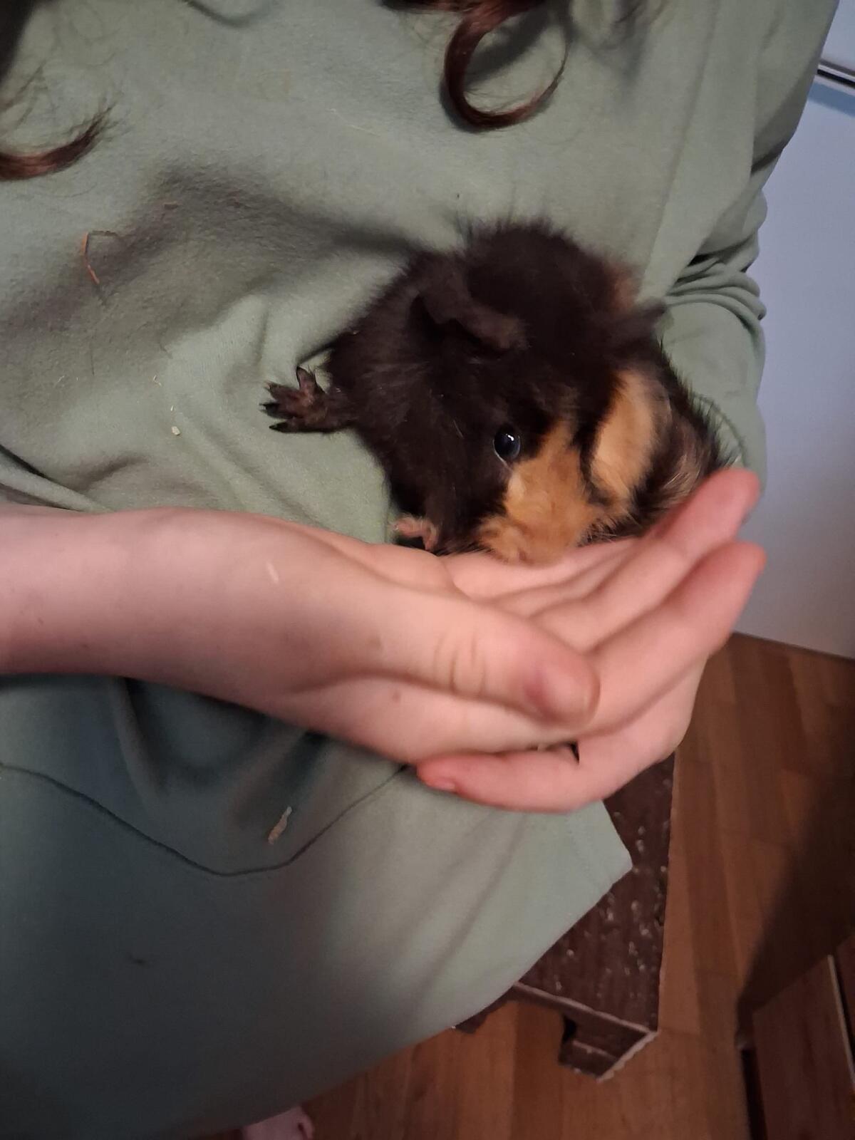 Baby-Meerschweinchen 3