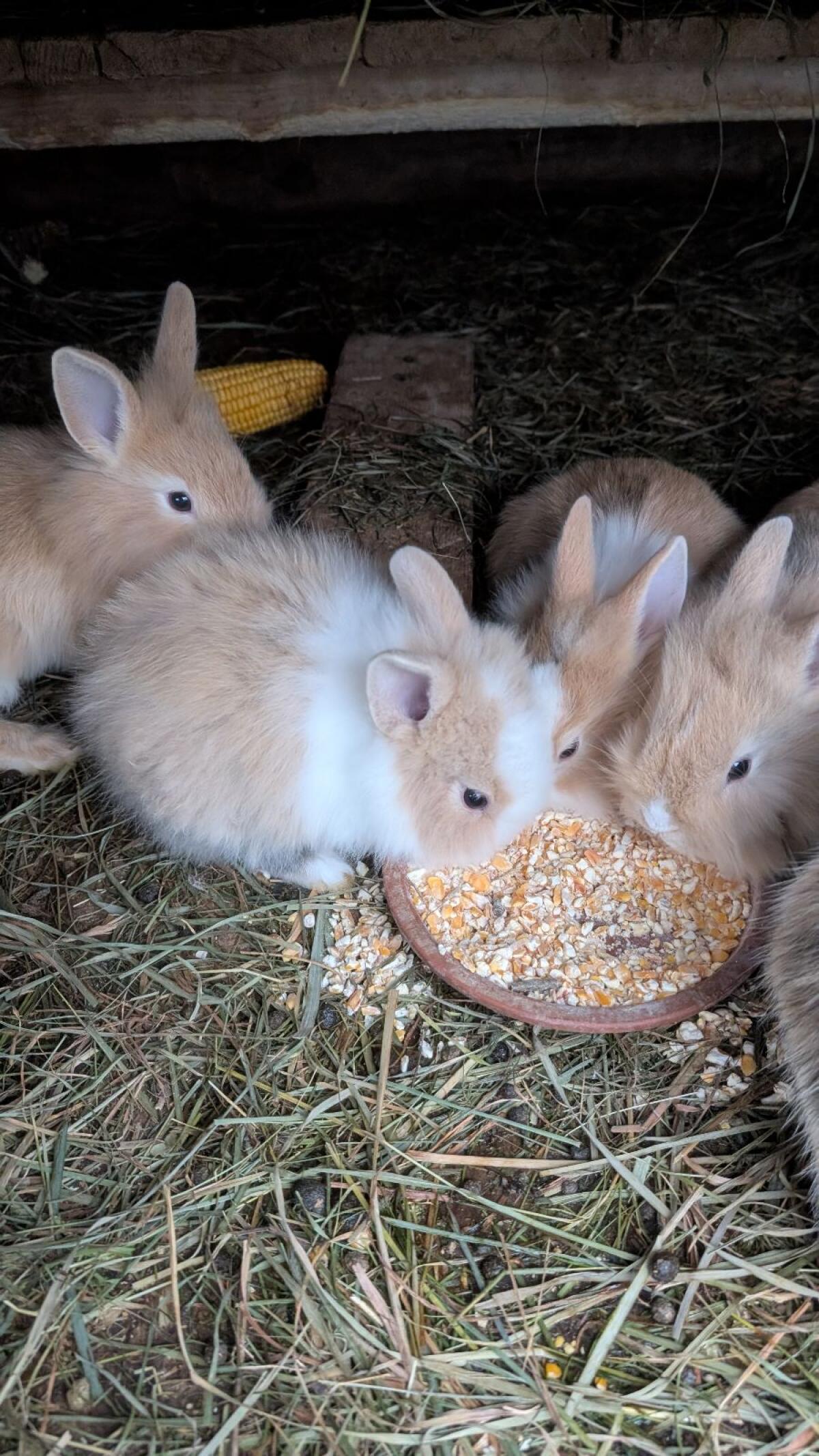 Löwenkopf Zwergkaninchen in allen Farben 2