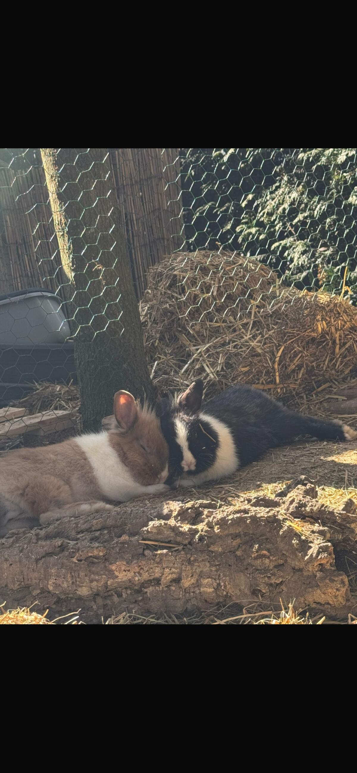 Löwenkopf Kaninchen 2