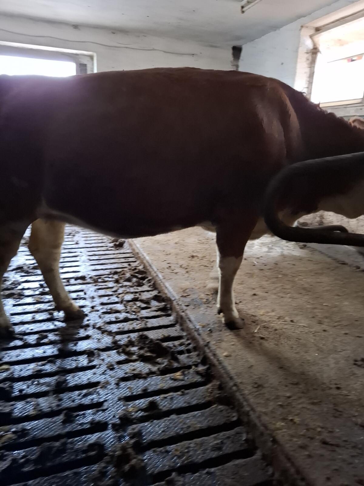 Trächtige Fleckviehkalbin zu verkaufen 3