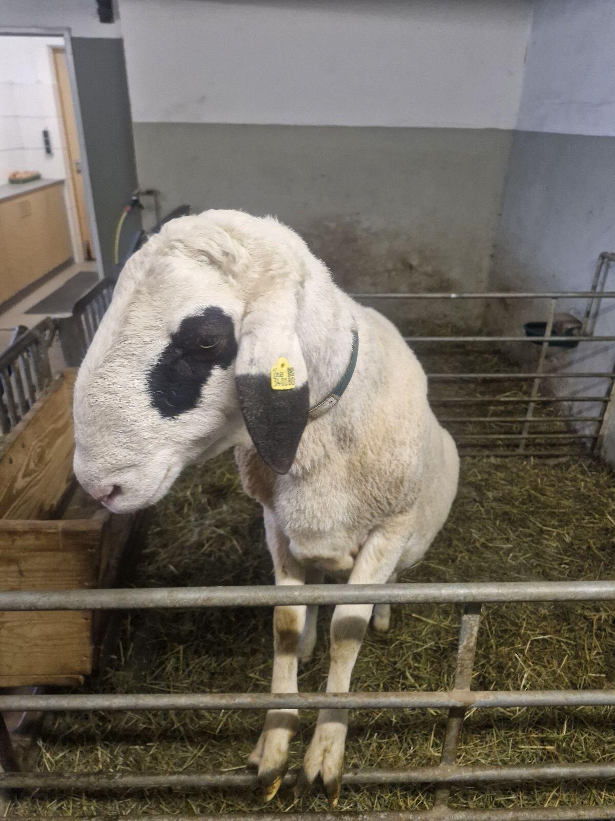 Brillenschaf Widder Matze 3