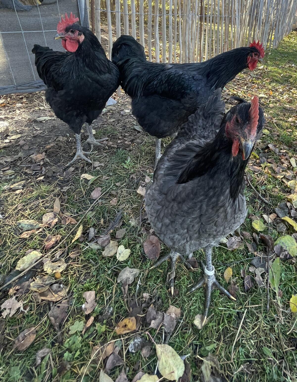 Jersey Giant Junghähne 2