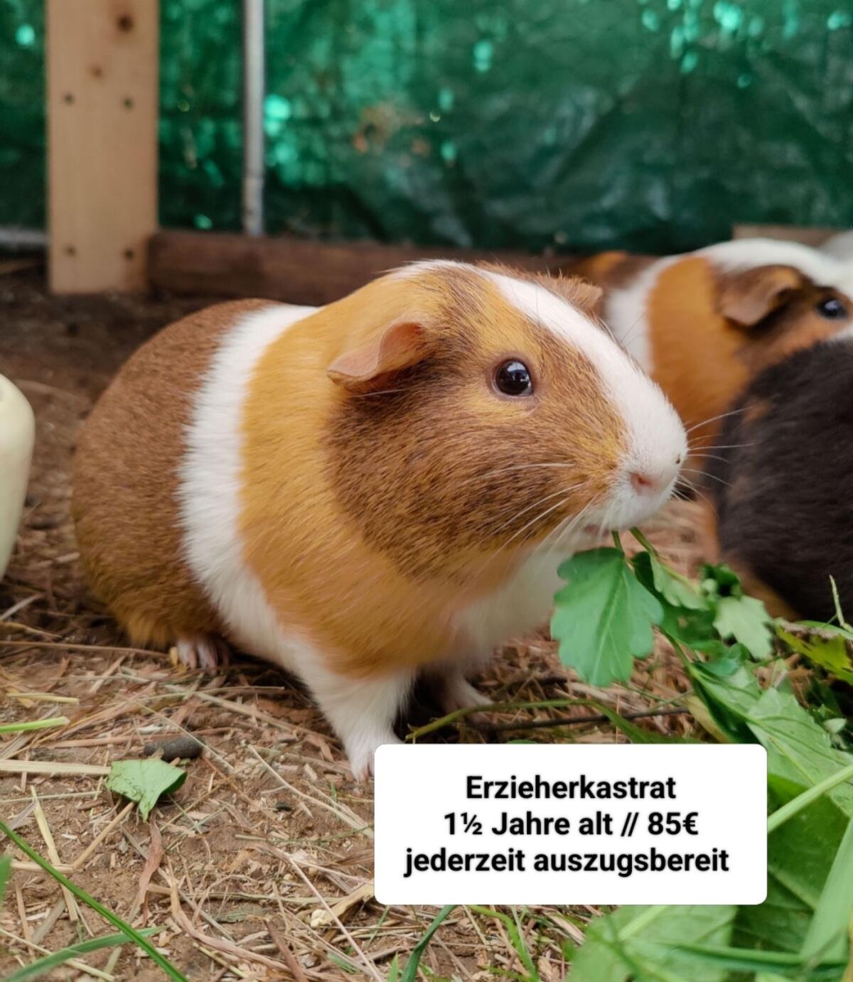Hase und Meerschweinchen 3