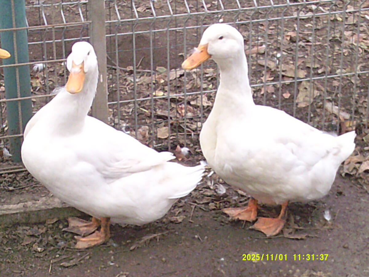 Amerikanische Pekingenten 3