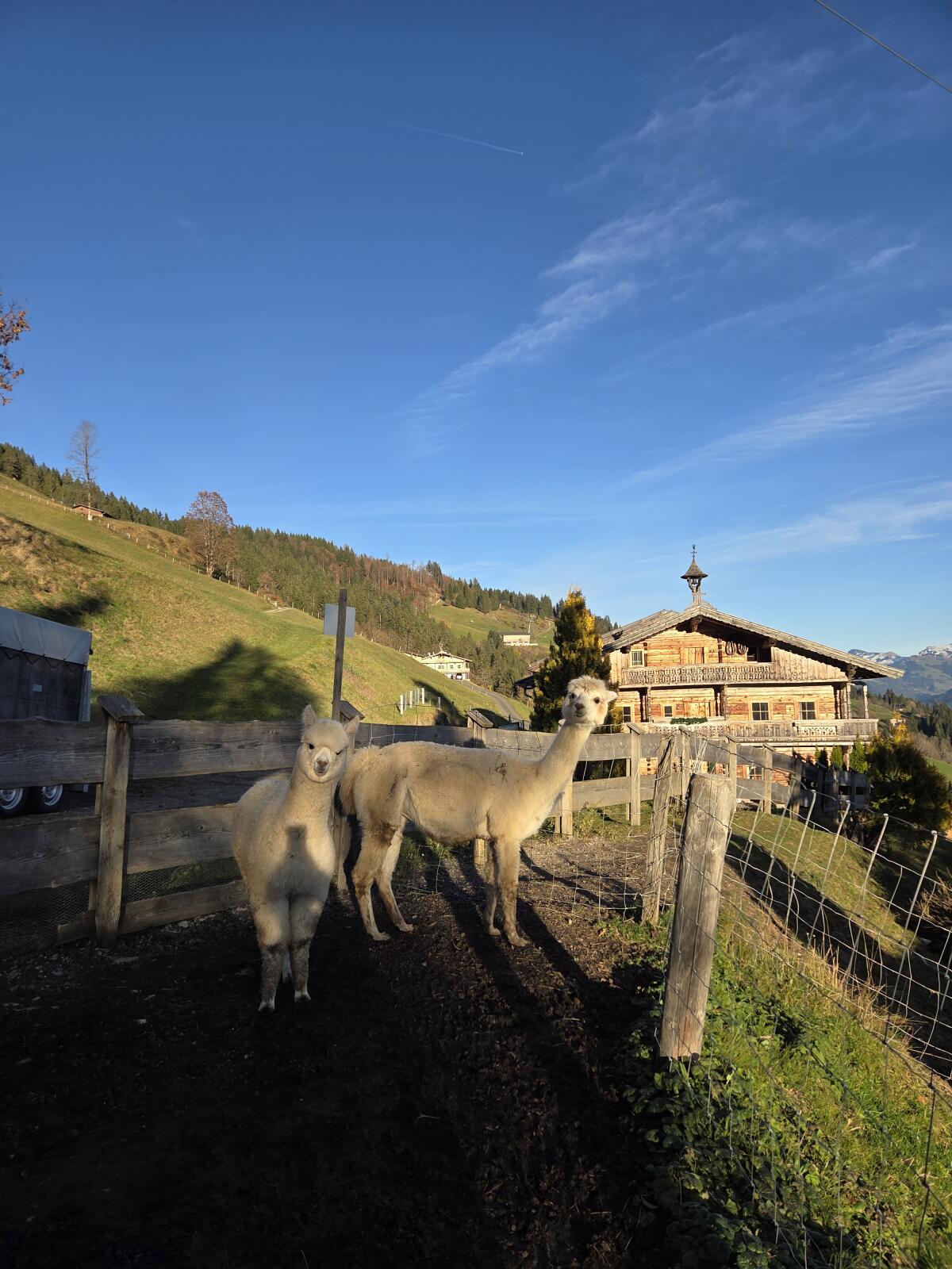 Alpaka Hengstfohlen und Stuten 2