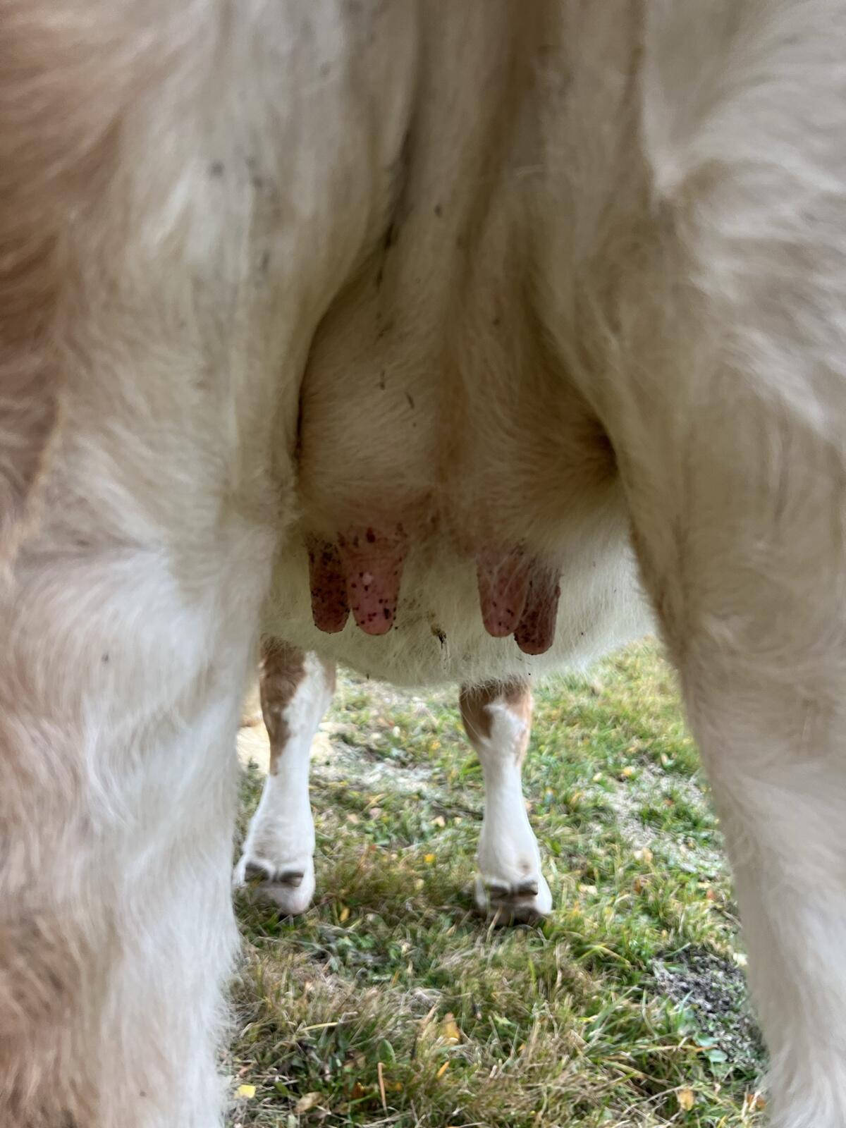 Zuchtkalbin, Fleckvieh, Kalbin 3