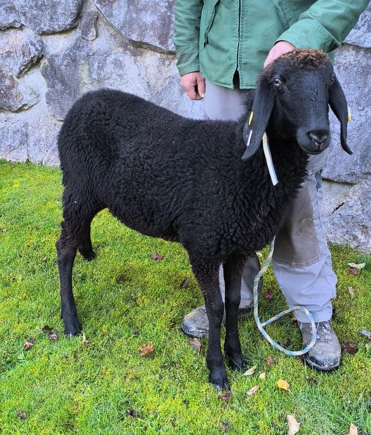Verkaufe Schwarzes Bergschaf Kilbern HB 1