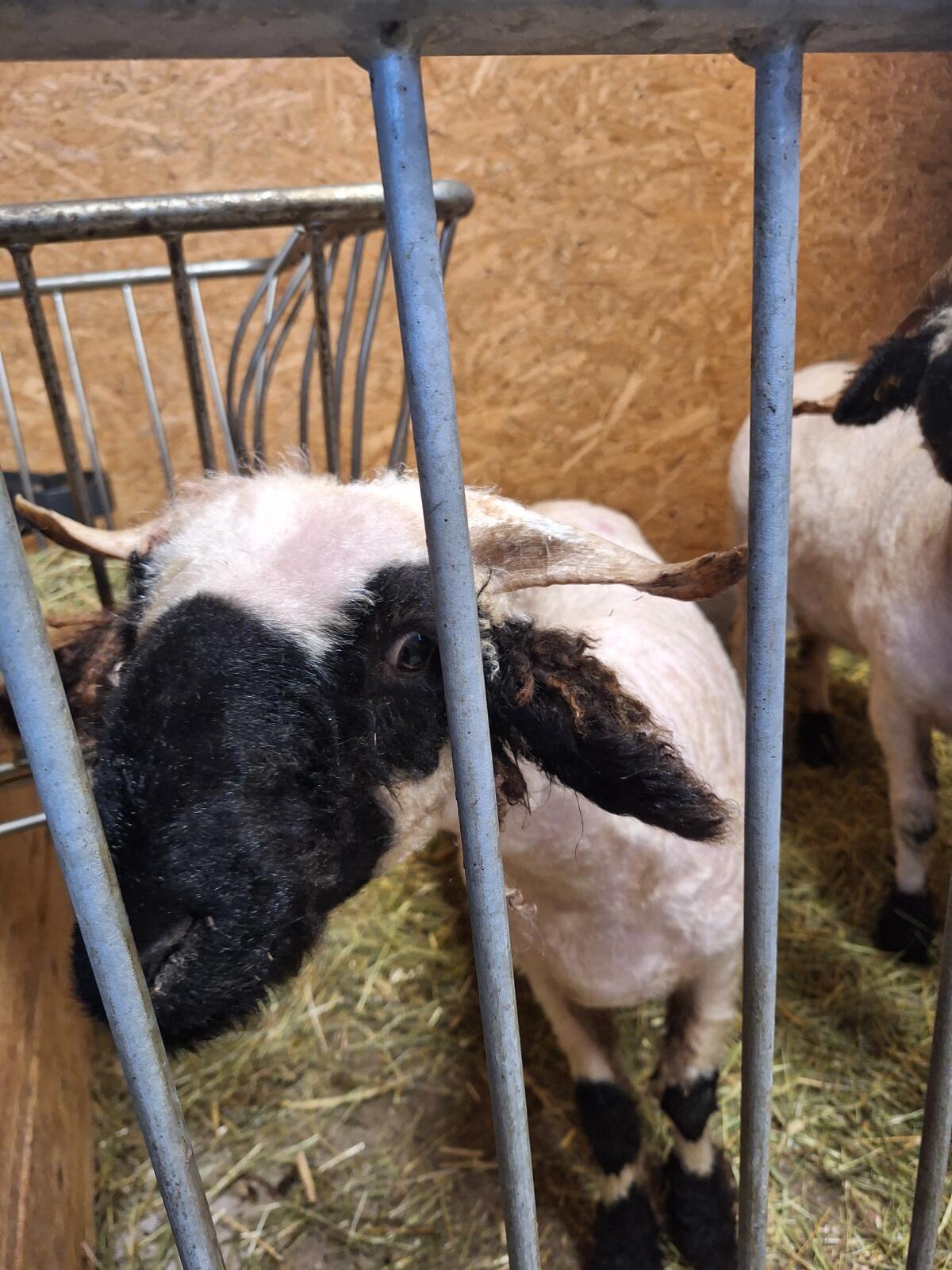 Walliser Schwarznasen Schaf junge Aue 3
