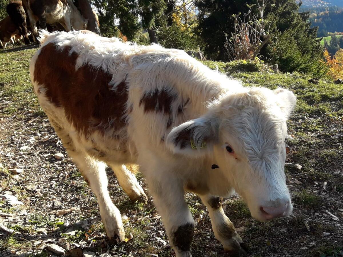 Ennstaler Bergschecken Kalbin und Stierkalb 2