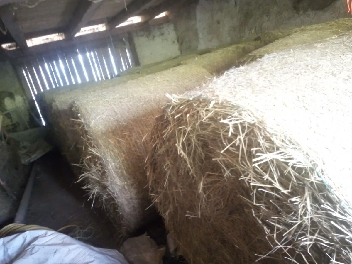 Heu (Dm. 1,25 m) Schnitt 2024 und 2025 1