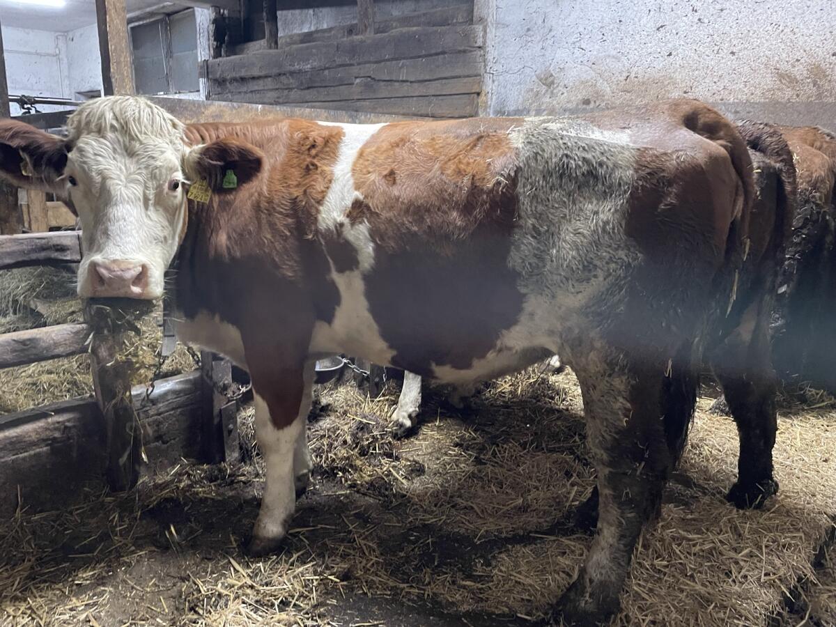 Trächtige Bio-Kalbinnen zu verkaufen 1