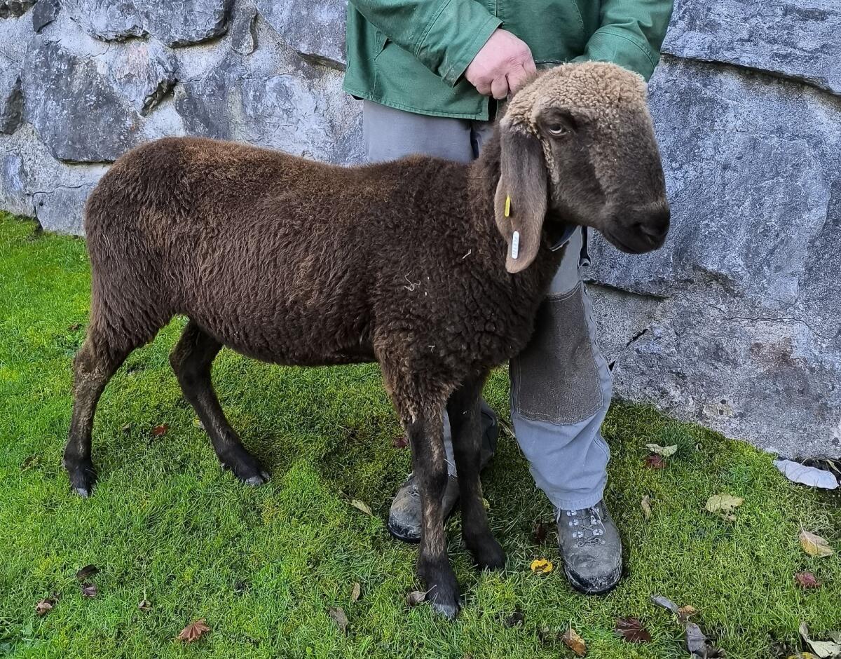 Verkaufe Braunes Bergschaf Kilbern HB 1