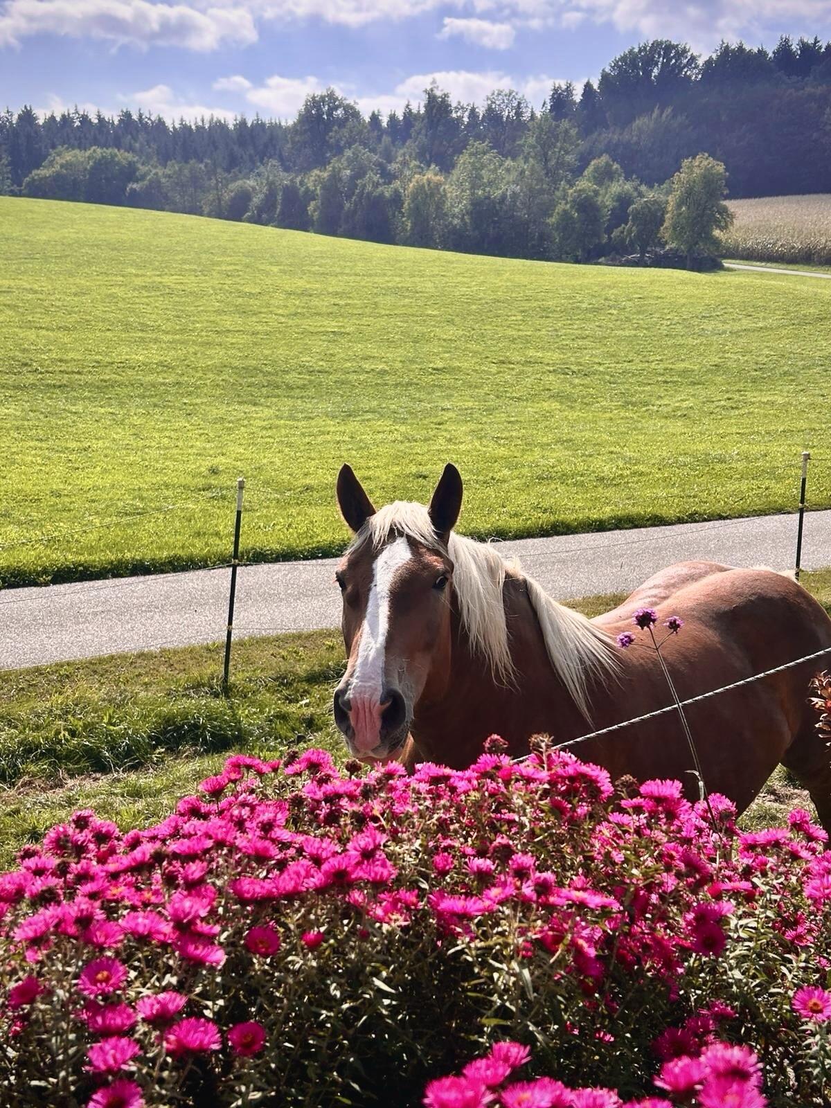 Noriker Stute sucht neues Zuhause 2