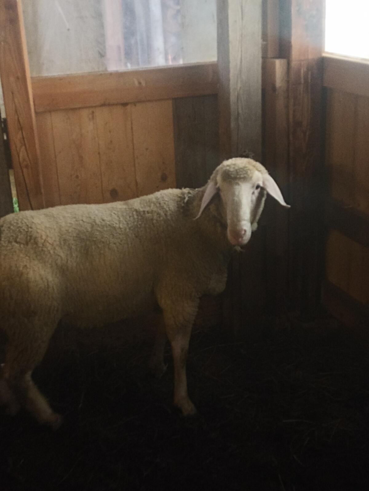 Verkaufe Merino Zuchtwidder 2