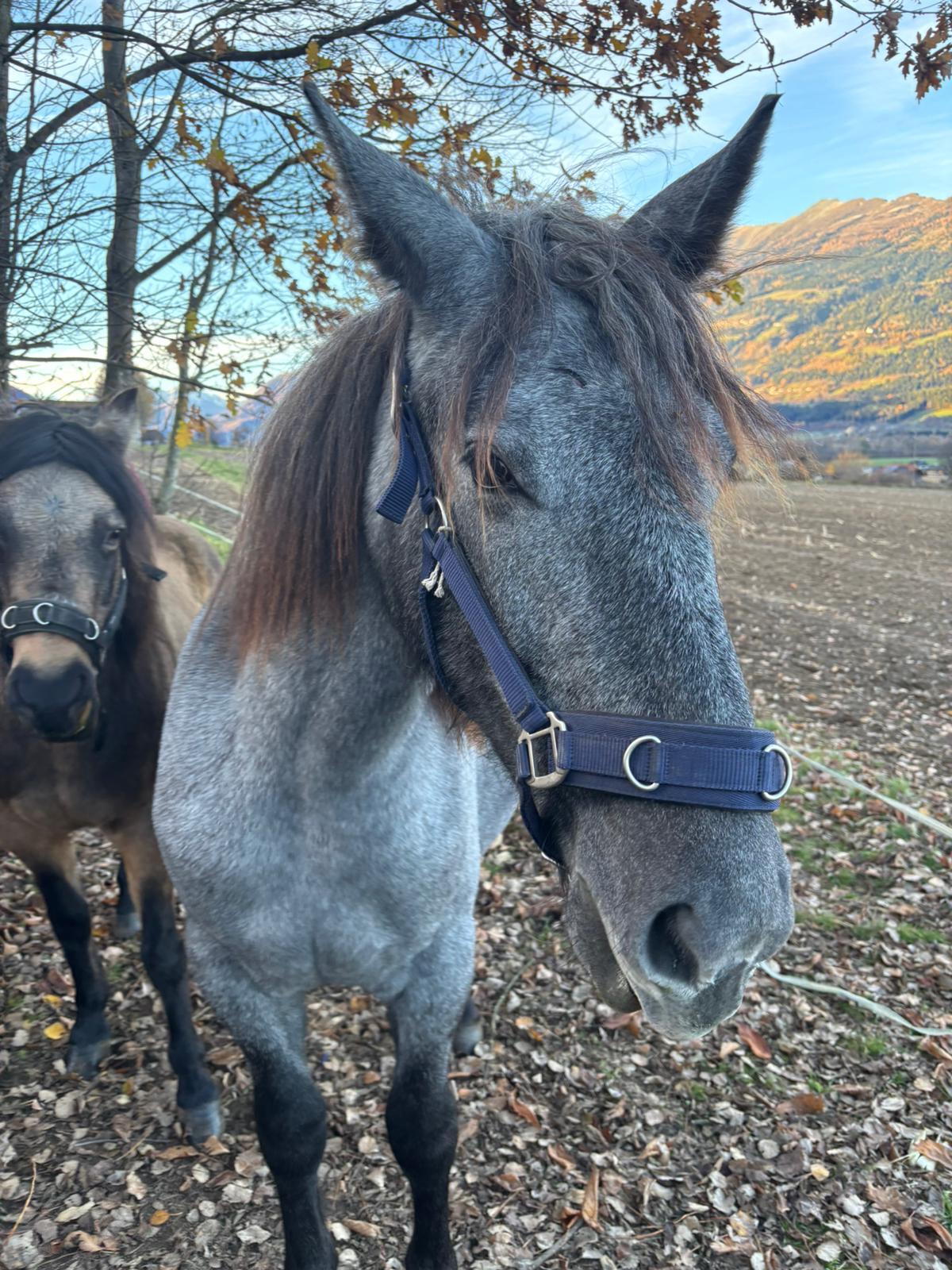 Junge Stute sucht guten Platz 1