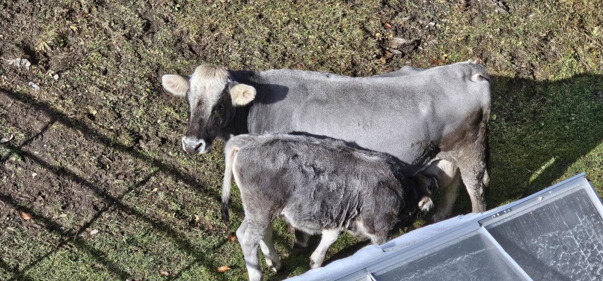 Mutterkuh mit Kalb zu verkaufen (Grauvieh) 3