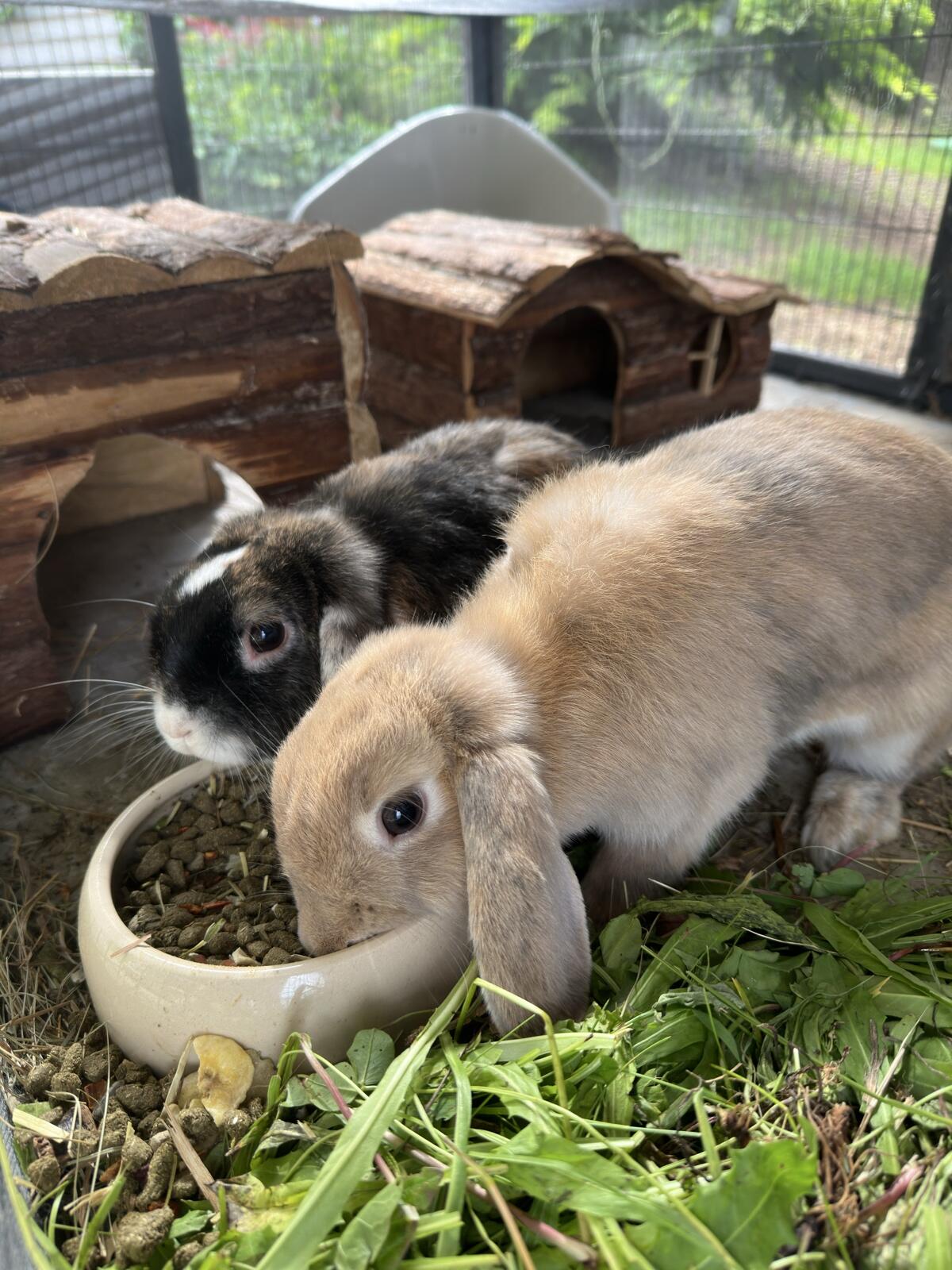 Pärchen Widderkaninchen 3